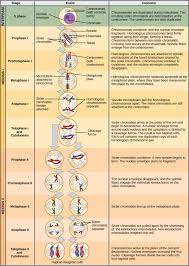 Meiosis Ii Biology For Majors I