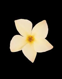 Image result for dipladenie žlutá obrázek