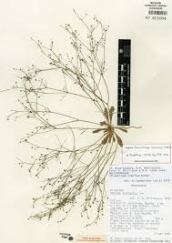 Image result for Exacum oldenlandioides
