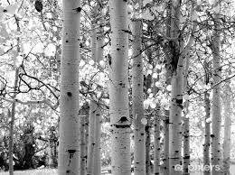 Wall Mural Black And White Image Of Aspen Trees Pixers Hk