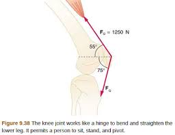 Upper leg pain is something that can be constant, intermittent, suddenly develop, or gradually progressing. Solved The Upper Leg Muscle Quadriceps Exerts A Force Of 125 Chegg Com