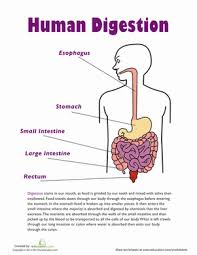 Human Digestion Worksheet Education Com Digestive System Lessons Human Digestive System Digestive System Anatomy