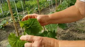 Growing cucumbers in pots are also great. How To Tie Up Cucumbers In The High Tunnel Youtube
