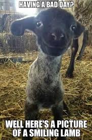 Image result for Animal Meme