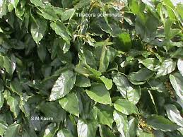 Image result for Tiliacora funifera