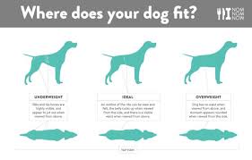 Whats Your Dogs Ideal Weight