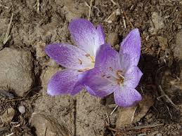 Image result for Camptorrhiza strumosa