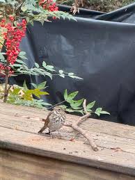 Here in Atlanta, GA this afternoon and this sweet bird sat for 10 minutes 