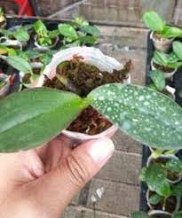 10 oktober pukul 07.18 ·. Jual Bibit Tanaman Anggrek Orchid Bibitbunga Com