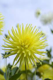 Cacti vs succulents the main problem that plants growing in dry and hot environments face is the excessive water loss due to transpiration. Cactus And Semi Cactus Dahlias Dahlia Dahlias Garden Plants