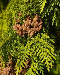 Image result for didymascella thujina