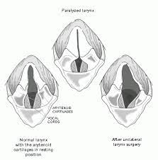 Everything You Should Know About Canine Laryngeal Paralysis