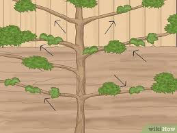 Image result for pruning plum trees