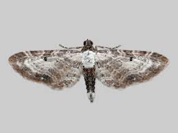 Image result for Eupithecia actaeata