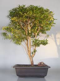 Flowering Fruiting Jaboticaba Bonsai Tree Eugenia Cauliflora