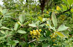 Image result for Barberry