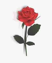 Rose Vector Rose Rose Vector Png Transparent Clipart Image And Psd File For Free Download Rose Png Flower Background Wallpaper Flower Clipart