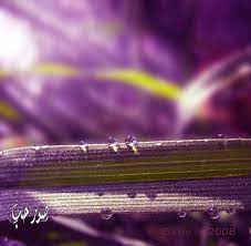 خلفيات تويتر طبيعية حلوة صور قطرات الندى لتويتر اجمل الصور على تويتر 215 dew drops