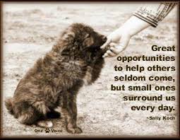 Quotes About Compassion For Animals Quotesgram Compassion Quotes Real Friends Inspirational Words