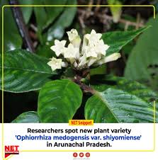 Image result for Sericanthe sp. F