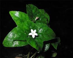 Image result for Geophila repens