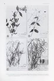 Image result for Dicliptera hensii