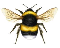 Beginners learn to paint full acrylic art lesson of a fluffy with clover. Illustrating A Bumble Bee Lizzie Harper