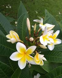 Ethiopian Frangipani So Fragrant And Beautiful Travel Travelgram Vacation Earthpix Beautiful Beautif Frangipani Beautiful Beautiful World