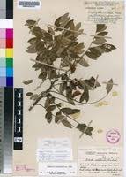 Image result for Cnestis polyphylla