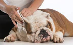 How To Clean A Dog S Ears American Kennel Club