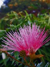 Image result for Calliandra surinamensis
