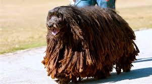 5 Things To Know About Bergamascos Rare Dogs Rare Dog Breeds Dog Breeds