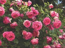 Pretty In Pink Eden Planting Roses Climbing Rose Plants Hybrid Tea Roses