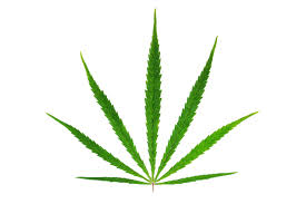 Cannabis Sativa