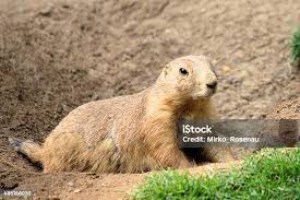 Image result for Cynomys ludovicianus obrázek