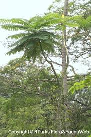 Image result for Schizolobium parahyba