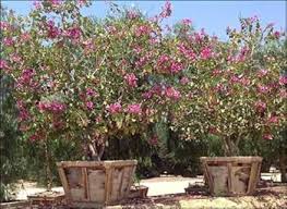 Image result for Bauhinia monandra