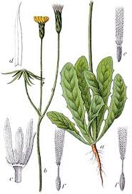 Image result for Hypochaeris