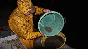 Civelle et pibale (de son nom occitan pibala) sont des noms régionaux désignant l'alevin de l'anguille d'europe lorsqu'il pénètre dans les rivières. Baie Somme L Encourageant Retour De La Civelle