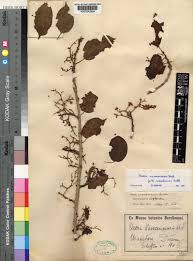 Image result for Scepocarpus