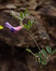 Image result for Dolichos simplicifolius