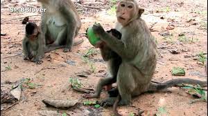 Rain And April 42 Kidnapper Hurt Baby Monkey Real Life Youtube