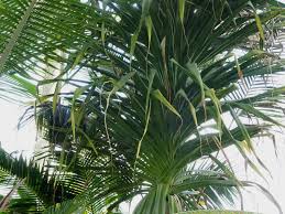Image result for Pandanus sp. B