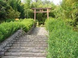 Image result for Shibataea kumasasa