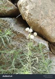 Image result for Erigeron bonariensis
