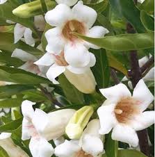 Image result for Rothmannia globosa