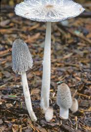 Image result for Coprinus lagopus
