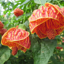 Image result for Abutilon rehmannii