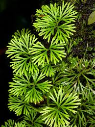 Image result for Elaphoglossum