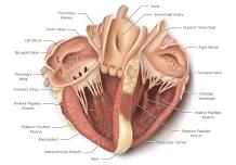 PNG Sheep Heart Dissection